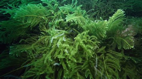 Magical seaweed stuart fl